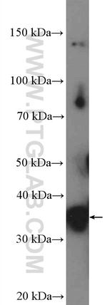 SFRS7 Antibody in Western Blot (WB)