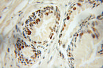 SFRS7 Antibody in Immunohistochemistry (Paraffin) (IHC (P))