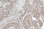 SFRS7 Antibody in Immunohistochemistry (Paraffin) (IHC (P))