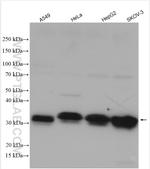 SFRS7 Antibody in Western Blot (WB)