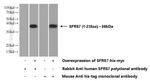 SFRS7 Antibody in Western Blot (WB)