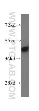 KRT33B Antibody in Western Blot (WB)