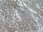 GSNOR/ADH5 Antibody in Immunohistochemistry (Paraffin) (IHC (P))