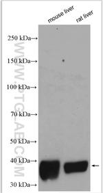 GSNOR/ADH5 Antibody in Western Blot (WB)