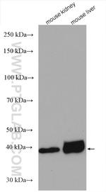 GSNOR/ADH5 Antibody in Western Blot (WB)