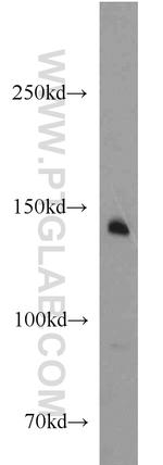 RON/MST1R Antibody in Western Blot (WB)