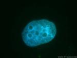 GANP Antibody in Immunocytochemistry (ICC/IF)