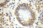 GANP Antibody in Immunohistochemistry (Paraffin) (IHC (P))