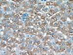 Cathepsin F Antibody in Immunohistochemistry (Paraffin) (IHC (P))