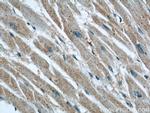 Cathepsin F Antibody in Immunohistochemistry (Paraffin) (IHC (P))
