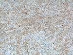 Cathepsin F Antibody in Immunohistochemistry (Paraffin) (IHC (P))