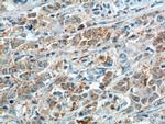 Cathepsin F Antibody in Immunohistochemistry (Paraffin) (IHC (P))