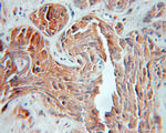 Cathepsin F Antibody in Immunohistochemistry (Paraffin) (IHC (P))