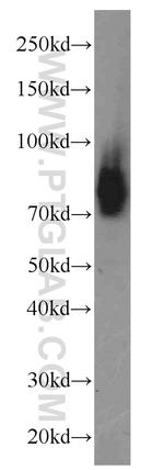 Cirhin Antibody in Western Blot (WB)