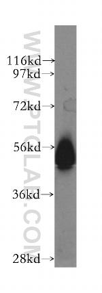 NONO Antibody in Western Blot (WB)