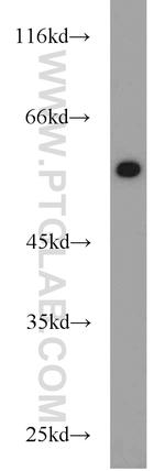 NONO Antibody in Western Blot (WB)