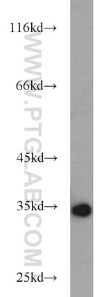 Annexin V Antibody in Western Blot (WB)