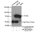 ABCB9 Antibody in Immunoprecipitation (IP)