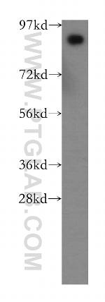 PROX1 Antibody in Western Blot (WB)