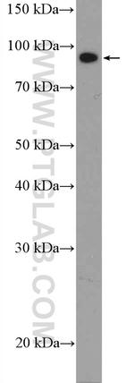 PROX1 Antibody in Western Blot (WB)