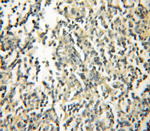 GIMAP5 Antibody in Immunohistochemistry (Paraffin) (IHC (P))