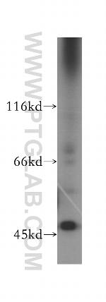 GIMAP5 Antibody in Western Blot (WB)