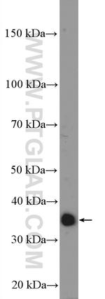 GIMAP5 Antibody in Western Blot (WB)