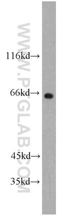 FMR1NB Antibody in Western Blot (WB)