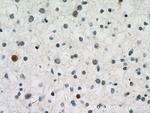 SNRPN Antibody in Immunohistochemistry (Paraffin) (IHC (P))