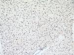 SNRPN Antibody in Immunohistochemistry (Paraffin) (IHC (P))