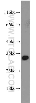 SNRPN Antibody in Western Blot (WB)