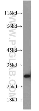 SNRPN Antibody in Western Blot (WB)