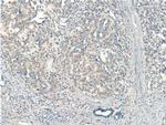 RDH11 Antibody in Immunohistochemistry (Paraffin) (IHC (P))