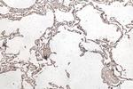 IL32 Antibody in Immunohistochemistry (Paraffin) (IHC (P))