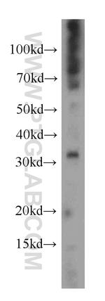 UCP2 Antibody in Western Blot (WB)