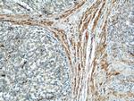 IFT57 Antibody in Immunohistochemistry (Paraffin) (IHC (P))