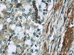 IFT57 Antibody in Immunohistochemistry (Paraffin) (IHC (P))