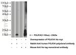 POLR3K Antibody in Western Blot (WB)