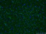 PARD3 Antibody in Immunohistochemistry (PFA fixed) (IHC (PFA))