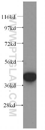 NFE2 Antibody in Western Blot (WB)