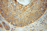EMAP II Antibody in Immunohistochemistry (Paraffin) (IHC (P))