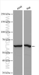 CLK2 Antibody in Western Blot (WB)