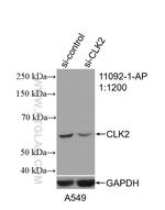 CLK2 Antibody in Western Blot (WB)