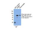OSBP Antibody in Immunoprecipitation (IP)