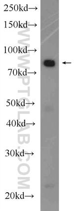 OSBP Antibody in Western Blot (WB)