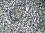 SRC Antibody in Immunohistochemistry (Paraffin) (IHC (P))