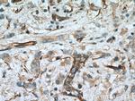 SRC Antibody in Immunohistochemistry (Paraffin) (IHC (P))