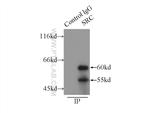 SRC Antibody in Immunoprecipitation (IP)