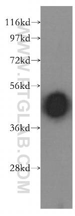 Arrestin C Antibody in Western Blot (WB)