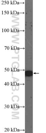 Arrestin C Antibody in Western Blot (WB)